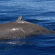 Un zifio de Cuvier etiquetada en su aleta dorsal.